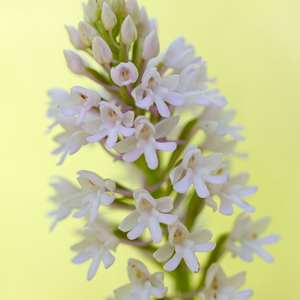 2012-05-06 - Hybride Grote Muggenorchis x Hondskruid<br/>Plomari - Griekenland<br/>Canon EOS 7D - 100 mm - f/2.8, 1/800 sec, ISO 200
