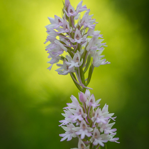 2012-05-06 - Hybride Grote Muggenorchis x Hondskruid<br/><br/>Canon EOS 7D - 100 mm - f/4.0, 1/640 sec, ISO 400