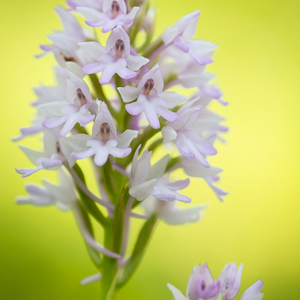 2012-05-06 - Hybride Grote Muggenorchis x Hondskruid<br/>Plomari - Griekenland<br/>Canon EOS 7D - 100 mm - f/4.5, 1/320 sec, ISO 400