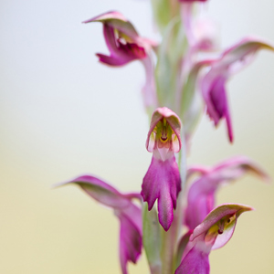 2012-05-07 - Heilige Orchis - Orchis sancta<br/>Plomari - Griekenland<br/>Canon EOS 7D - 100 mm - f/2.8, 1/400 sec, ISO 200