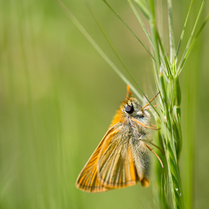 2012-05-07 - Turks geelsprietdikkopje<br/>Plomari - Griekenland<br/>Canon EOS 7D - 100 mm - f/2.8, 1/800 sec, ISO 200