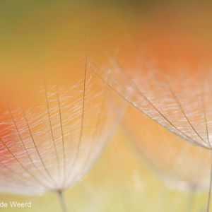 2012-05-07 - Pluis van de Morgenster<br/>Charamida - Griekenland<br/>Canon EOS 7D - 100 mm - f/4.0, 1/640 sec, ISO 200
