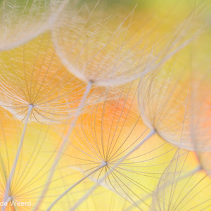 2012-05-07 - Pluis van de Morgenster<br/>Griekenland<br/>Canon EOS 7D - 100 mm - f/8.0, 1/125 sec, ISO 200