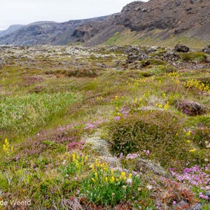 2012-07-20 - Ruig maar wel vol kleurige bloemen<br/>Onderweg naar Seltun - IJsland<br/>Canon EOS 7D - 24 mm - f/11.0, 1/40 sec, ISO 200
