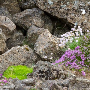 2012-07-20 - Kleur tussen de rotsen<br/>Onderweg naar Seltun - IJsland<br/>Canon EOS 7D - 73 mm - f/8.0, 1/60 sec, ISO 200
