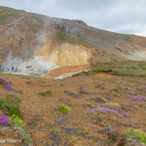 2012-07-20 - Behalve geothermiek ook weer bloemetjes<br/>Seltun - Krysuvik - IJsland<br/>Canon EOS 7D - 22 mm - f/11.0, 0.02 sec, ISO 200