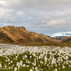 2012-07-20 - Wollegras voor de rhyolietbergen<br/>Landmannalaugar - IJsland<br/>Canon EOS 7D - 24 mm - f/10.0, 0.02 sec, ISO 400