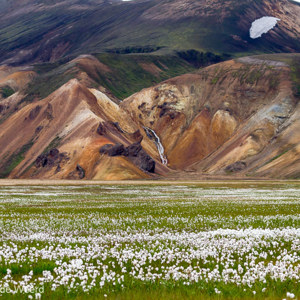 2012-07-21 - Wollegras voor het watervalletje<br/>Landmannalaugar - IJsland<br/>Canon EOS 7D - 100 mm - f/6.3, 1/500 sec, ISO 400