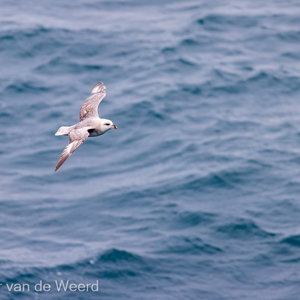 2022-07-18 - Noordse stormvogel<br/>Torellneset - Spitsbergen<br/>Canon EOS R5 - 400 mm - f/5.6, 1/1600 sec, ISO 1250