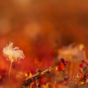 2023-09-18 - Wit wollepluis voor de rode alpenberendruif (alpine bearberry)<br/>Hoelsbu (hut) - Groenland<br/>Canon EOS R6m2 - 227 mm - f/5.0, 1/400 sec, ISO 400