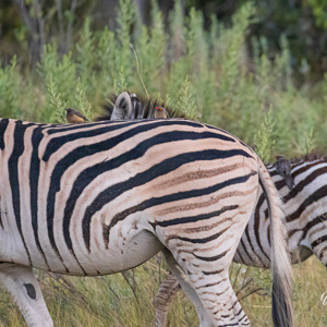2024-05-02 - Zebra met ossenpikkers<br/>Moremi Game Reserve - Kwai (Okavango Delta) - Botswana<br/>Canon EOS R6m2 - 400 mm - f/7.1, 1/400 sec, ISO 10000