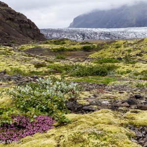 2012-07-25 - Groene mossen en bloemtjes voor de gletsjer<br/>Skaftafellsjökull - Skaftafell - IJsland<br/>Canon EOS 7D - 24 mm - f/11.0, 1/40 sec, ISO 200
