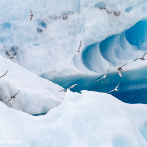 2012-07-26 - Noordse sterns voor het ijs<br/>IJsmeer - Jökulsárlón - IJsland<br/>Canon EOS 7D - 260 mm - f/8.0, 1/500 sec, ISO 200
