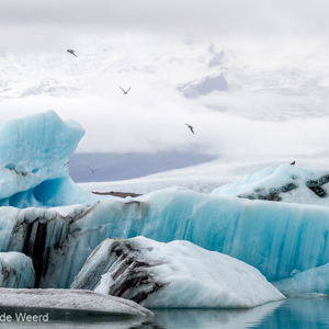 2012-07-26 - Noordse sterns voor het blauwe ijs<br/>IJsmeer - Jökulsárlón - IJsland<br/>Canon EOS 7D - 100 mm - f/8.0, 1/800 sec, ISO 400
