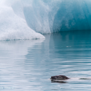 2012-07-26 - Zeehond, zwemmend voor het blauwe ijs<br/>IJsmeer - Jökulsárlón - IJsland<br/>Canon EOS 7D - 400 mm - f/8.0, 1/400 sec, ISO 400