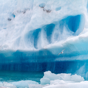 2012-07-26 - Noordse stern voor een enorme blauwe ijsschots<br/>IJsmeer - Jökulsárlón - IJsland<br/>Canon EOS 7D - 360 mm - f/8.0, 1/1000 sec, ISO 400