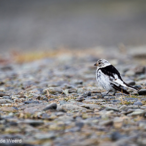 2012-07-26 - Sneeuwgors<br/>IJsmeer - Jökulsárlón - IJsland<br/>Canon EOS 7D - 400 mm - f/5.6, 1/250 sec, ISO 100