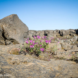 2012-07-28 - Toch ook hier weer een paar bloemetjes<br/>Waterval Sellfoss - Dettifoss - IJsland<br/>Canon EOS 7D - 22 mm - f/8.0, 1/250 sec, ISO 200