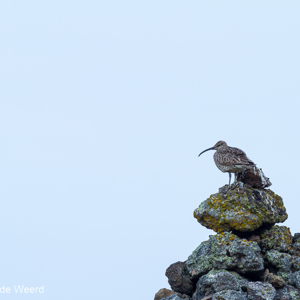 2012-07-31 - Regenwulp<br/>Godafoss - IJsland<br/>Canon EOS 7D - 285 mm - f/8.0, 0.3 sec, ISO 100