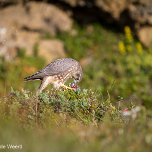 2012-07-31 - Smellekens die een prooi opeet<br/>Godafoss - IJsland<br/>Canon EOS 7D - 300 mm - f/2.8, 1/1000 sec, ISO 125