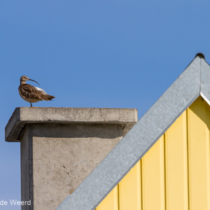 2012-07-31 - Regenwulp<br/>Godafoss - IJsland<br/>Canon EOS 7D - 420 mm - f/5.0, 1/1000 sec, ISO 100