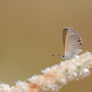 2011-07-12 - Mooi zacht vlindertje<br/>Gantheaume point - Broome - Australië<br/>Canon EOS 7D - 100 mm - f/2.8, 1/1250 sec, ISO 200