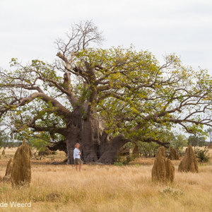 2011-07-13 - Enorme Baobab-boom tussen de termietenheuvels<br/>Onderweg - Broome - Derby - Australië<br/>Canon EOS 7D - 55 mm - f/11.0, 1/80 sec, ISO 200