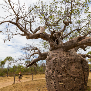 2011-07-13 - Baobab-boom<br/>Prison Tree - Derby - Australië<br/>Canon EOS 7D - 10 mm - f/8.0, 1/400 sec, ISO 200