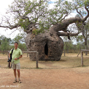 2011-07-13 - Enorme baobab-boom<br/>Prison Tree - Derby - Australië<br/>Canon PowerShot SX1 IS - 6.6 mm - f/4.0, 1/400 sec, ISO 100
