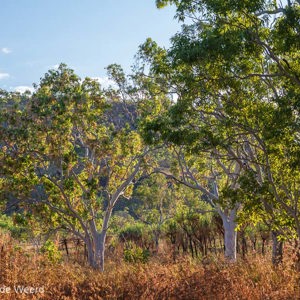 2011-07-14 - Eucalyptus bomen met witte bast<br/>Onderweg - King Leopold Range Conservation  - Australië<br/>Canon EOS 7D - 35 mm - f/5.6, 0.01 sec, ISO 200