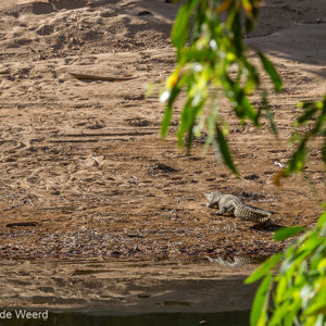 2011-07-16 - Zoetwater krokodil - de waarschuwingen zijn niet voor niets<br/>Windjana Gorge - Windjana Gorge National Park - Australië<br/>Canon EOS 7D - 105 mm - f/8.0, 1/125 sec, ISO 200