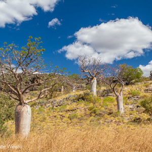 2011-07-16 - Baobab bomen<br/>Onderweg - Tussen Tunnel Creek en Fitzroy C - Australie<br/>Canon EOS 7D - 28 mm - f/8.0, 1/320 sec, ISO 200