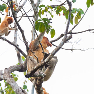 2009-08-18 - Neusaap (mannetje en kleintje)<br/>Kinabatangan rivier - Sukua - Maleisië<br/>Canon EOS 50D - 400 mm - f/5.6, 1/640 sec, ISO 1600