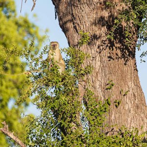 2024-04-30 - Vervet app<br/>Kala Camp - Okavango Delta - Botswana<br/>Canon EOS R6m2 - 400 mm - f/5.6, 1/400 sec, ISO 160