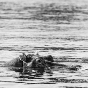 2024-04-27 - Nijlpaard<br/>Zambezi rivier - Victoria Falls - Zimbabwe<br/>Canon EOS R5 - 400 mm - f/7.1, 1/400 sec, ISO 800