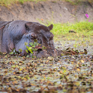 2024-04-28 - Nijlpaard tussen de waterplanten<br/>Chobe NP - Muchenje - Botswana<br/>Canon EOS R6m2 - 371 mm - f/7.1, 1/400 sec, ISO 1000