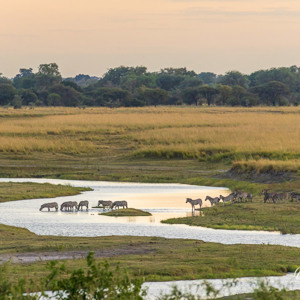 2024-04-28 - Zebras in het Afrikaanse landschap<br/>Chobe NP - Muchenje - Botswana<br/>Canon EOS R6m2 - 400 mm - f/7.1, 1/400 sec, ISO 3200
