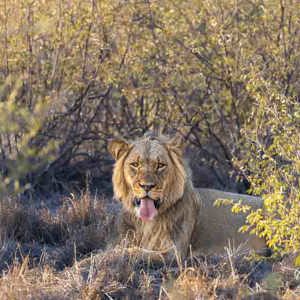 2024-05-07 - Hij had ons wel in de gaten<br/>Deception Valley Lodge - Central Kalahari Game Reserve - Botswana<br/>Canon EOS R6m2 - 400 mm - f/6.3, 1/400 sec, ISO 1000