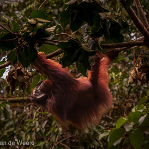 2009-08-21 - De lekkerste hapjes zaten ver weg<br/>Borneo Rainforest Lodge - Danum Valley - Maleisië<br/>Canon EOS 50D - 285 mm - f/5.6, 1/500 sec, ISO 1600