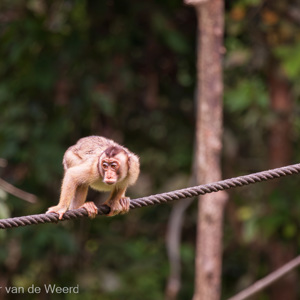 2009-08-17 - Zou er nog een banaantje overblijven?<br/>Sepilok Orang-utan Rehabilitatio - Sandakan - Maleisië<br/>Canon EOS 50D - 400 mm - f/5.6, 1/640 sec, ISO 1600