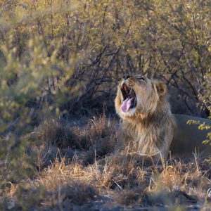 2024-05-07 - Dikke geeuw<br/>Deception Valley Lodge - Central Kalahari Game Reserve - Botswana<br/>Canon EOS R6m2 - 400 mm - f/6.3, 1/400 sec, ISO 1000