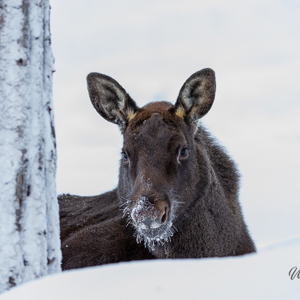 2011-02-10 - Eland in de sneeuw bij een boom<br/>Ranua Wildlife Park - Ranua - Finland<br/>Canon EOS 7D - 300 mm - f/3.2, 1/200 sec, ISO 400
