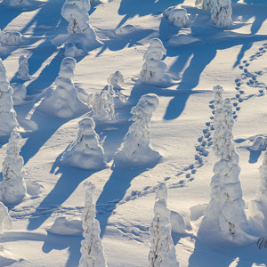 2011-02-13 - Sporen in de sneeuw<br/>Iso Syöte - Finland<br/>Canon EOS 7D - 73 mm - f/11.0, 1/80 sec, ISO 100