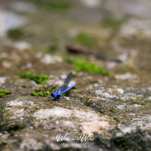 2008-07-18 - ERg blauwe juffer<br/>Maya-ruine Palenque - Palenque - Mexico<br/>Canon EOS 30D - 400 mm - f/5.6, 1/250 sec, ISO 400