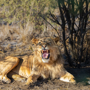 2024-05-07 - Ziet er gevaarlijk uit (maar is een deel van een geeuw)<br/>Deception Valley Lodge - Central Kalahari Game Reserve - Botswana<br/>Canon EOS R6m2 - 271 mm - f/6.3, 1/400 sec, ISO 500