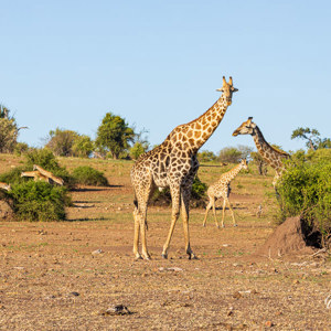 2024-04-28 - Enorme groep giraffen<br/>Chobe NP - Muchenje - Botswana<br/>Canon EOS R6m2 - 176 mm - f/8.0, 1/250 sec, ISO 160