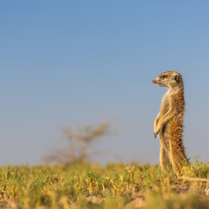 2024-05-04 - Lekker opwarmen in de zon<br/>Makgadikgadi NP - Gweta - Botswana<br/>Canon EOS R6m2 - 135 mm - f/6.3, 1/200 sec, ISO 100