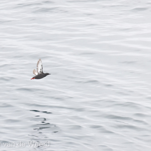 2022-07-20 - De zwarte zeekoet heeft knalrode poten<br/>Spitsbergen<br/>Canon EOS R5 - 400 mm - f/5.6, 1/640 sec, ISO 1250
