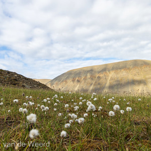 2022-07-21 - Wollegras<br/>Sarkofagen - Lonngyearbyen - Spitsbergen<br/>Canon EOS R5 - 24 mm - f/8.0, 1/320 sec, ISO 400