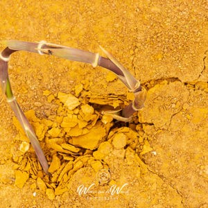 2023-05-03 - De kop in het -gele- zand steken<br/>Pináculos - La Dehesa - Spanje<br/>Canon EOS R5 - 92 mm - f/11.0, 1/30 sec, ISO 400
